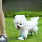 Bichon Frise Protective Shoes Bichon Frise Shop