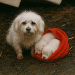 Bichon Rescue & Care Fund