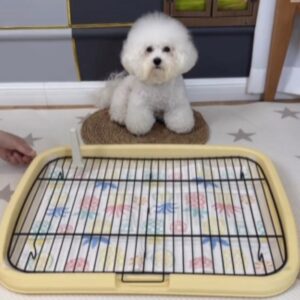 Bichon Toilet Bichon Frise Shop