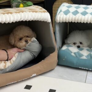 Cozy Bichon Frise House Bichon Frise Shop