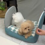 Cozy Bichon Frise House Bichon Frise Shop