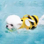 Bichon Frise wearing a bee-themed Bee Splash Life Jacket swimming in a pool