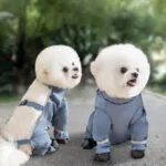 Bichon Frise Pants - Image 5