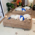 New Cozy Bichon Frise Bed