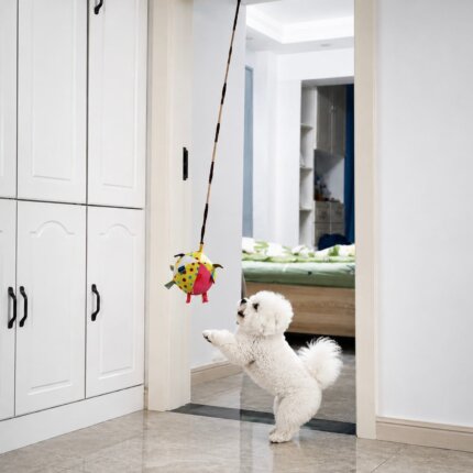 Bichon Frise jumping for a hanging Bichon Frise Squeaky Sensory Ball
