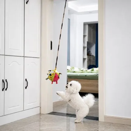 Bichon Frise jumping for a hanging Bichon Frise Squeaky Sensory Ball