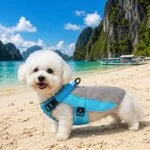 Bichon Frise Cooling Vest