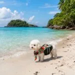 Bichon Frise Life Vest Pro
