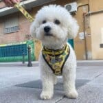 Bichon Ice Cream Harness