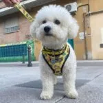 Bichon Ice Cream Harness