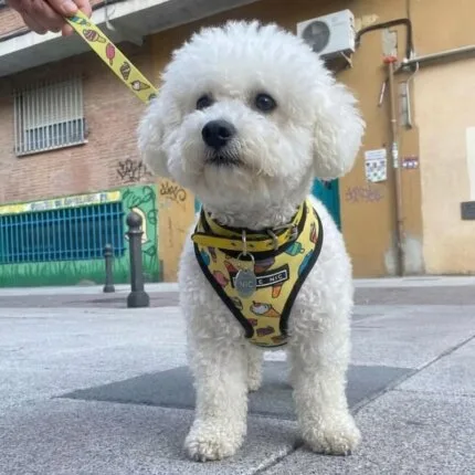 Bichon Ice Cream Harness