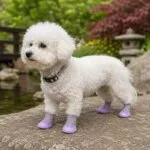 Bichon Summer Mesh Shoes