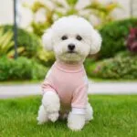 Cooling Sport Bichon Jumpsuit
