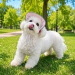 Denim Bichon Summer Cap