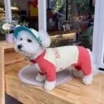 SunProtect Bichon Onesie