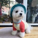 SunProtect Bichon Onesie