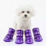 Waterproof Bichon Boots