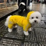Waterproof Bichon Jumpsuit