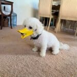 Bichon Duck Muzzle