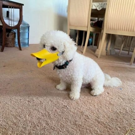 Bichon Duck Muzzle