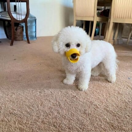 Bichon Duck Muzzle