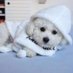 Bichon Frise Bathrobe