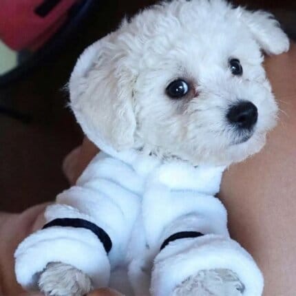 Bichon Frise Bathrobe
