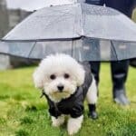 Bichon Leash Umbrella