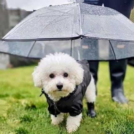 Bichon Leash Umbrella