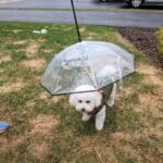 Bichon Leash Umbrella