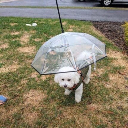 Bichon Shop 23 Bichon Leash Umbrella