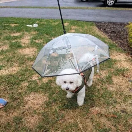 Bichon Shop 23 Bichon Leash Umbrella