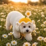 Daisy Bichon Bonnet