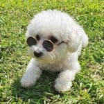 Round Bichon Sunglasses