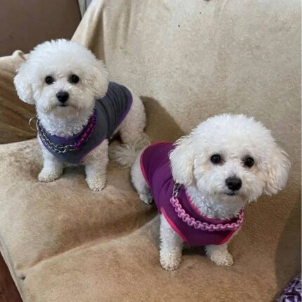 2 Color Bichon Sweater
