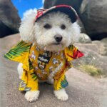 Aloha Bichon Frise Shirt