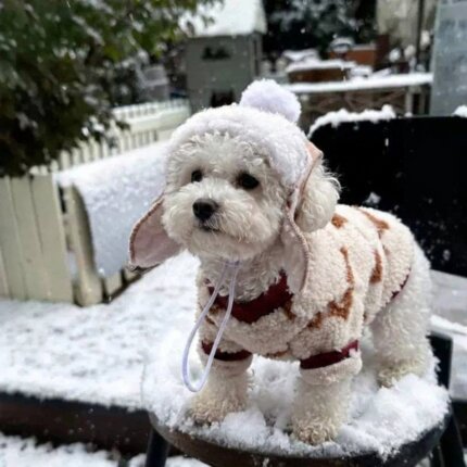 Aviator Bichon Frise Hat