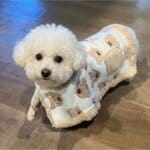 Bear Cozy Bichon Frise Coat