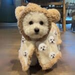 Bear Cozy Bichon Frise Coat