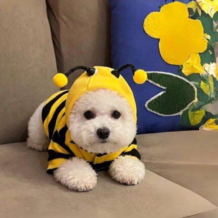 Bee Costume For Bichon Frise