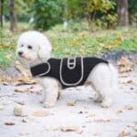 Bichon Frise Back Brace
