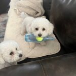 Bichon Frise Bite Beer Bottle