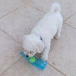 Bichon Frise Bite Beer Bottle