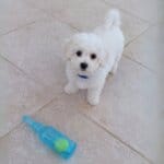 Bichon Frise Bite Beer Bottle