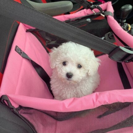 Bichon Frise Car Seat