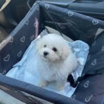 Bichon Frise Car Seat
