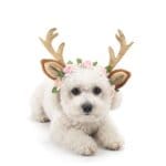Bichon Frise Christmas Reindeer Antlers