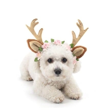 Bichon Frise Christmas Reindeer Antlers