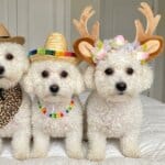 Bichon Frise Christmas Reindeer Antlers
