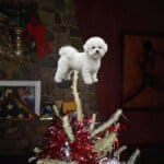 Bichon Frise Christmas Tree Topper